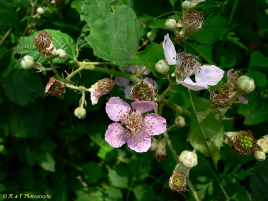 {Rubus bifrons}